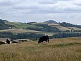 Our 3rd walk from our trip to Melrose took us up and over the beautiful Eildons. Thank you Sandra and Ian for leading us there. 