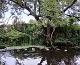 Another new route for the group today walking round the seven lochs in Glasgow. Very interesting and described as &lsquo;green&rsquo; as no car sharing involved - we used public transport and our feet. 
